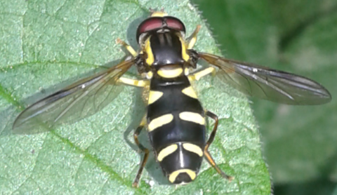 Syrphidae : Xanthogramma da ID